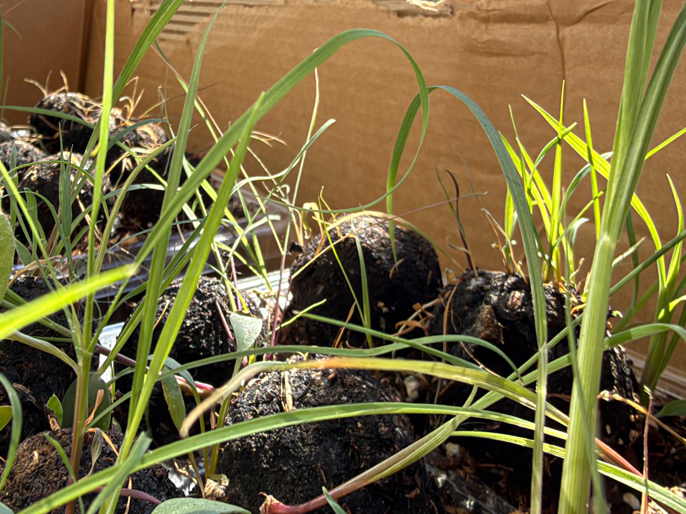 Green shoots emerging from dark, rounded Biodiversity Pods